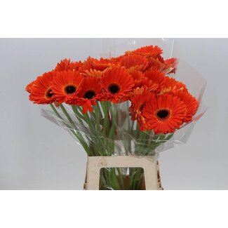 Freshy Gerbera “Medina” | Colour: Orange | Length ± 65 centimetre | Per 10 fresh flowers