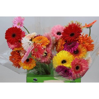 Freshy Gerbera Large-flowered Crazy Mix Grower's Choice | Colour: Mixed Colours | Length ± 50 centimeter | Per 25 stems