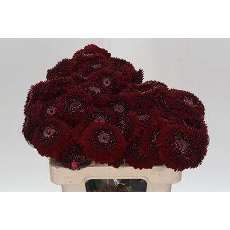 Freshy Germini Aqua Pomponi “Black Pearl” | Colour: Red | Length ± 50 centimetre | Per 20 stems