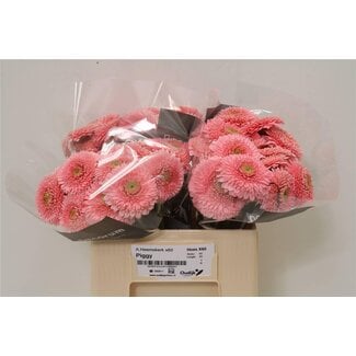 Freshy Germini Mini-Gerbera Pomponi Aqua “Piggy” | Farbe: Rosa | Länge ± 50 centimeter | Pro 20 frische Blumen