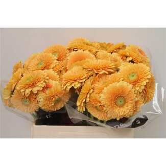 Freshy Germini Aqua Pomponi “Bunny” | Colour: Yellow | Length ± 50 centimetre | Per 20 stems