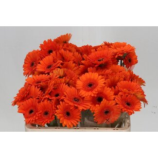 Freshy Germini Mini Gerbera's Aqua “Bison” | Farbe: Orange | Länge ± 50 centimeter | Pro 20 frische Blumen