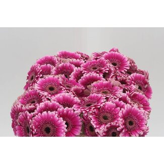 Freshy Germini Aqua “Design” | Colour: Purple Pink | Length ± 50 centimetre | Per 20 stems