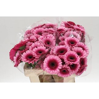 Freshy Germini Aqua “Isabelle” | Kleur: Roze | Lengte ± 50 centimeter | Per 20 stelen