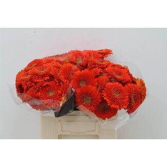 Freshy Germini Aqua Pomponi “Fozzie” | Colour: Orange | Length ± 50 centimeter | Per 20 stems
