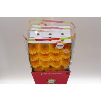 Freshy Large-flowered Gerbera Aqua “Honey Ball” | Colour: Yellow | Length ± 50 centimetre | Per 15 fresh flowers