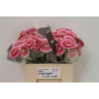 Freshy Germini Aqua Pompon “Hades” | Colour: Pink | Length ± 50 centimetre | Per 20 stems