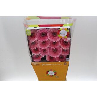 Freshy Gerbera Large-flowered Pompon Aqua “Mayball” | Colour: Pink | Length ± 50 centimeter | Per 15 fresh flowers