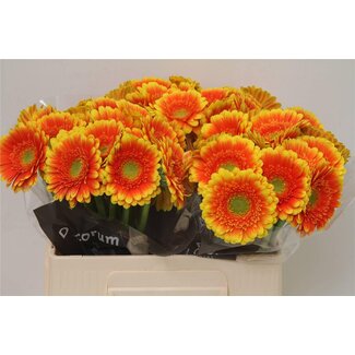 Freshy Germini Aqua “Ariba” | Colour: Orange | Length ± 50 centimetre | Per 20 stems