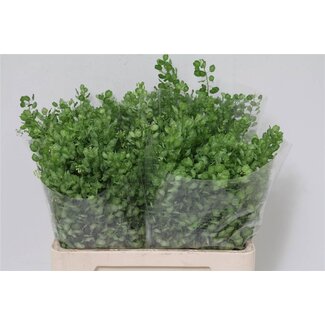 Freshy Thlaspi Boerenkers “Butterfly” | Kleur: Groen | Lengte ± 60 centimeter | Per 50 stelen verse bloemen