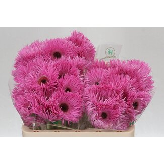 Freshy Gerbera Spider Mi Aqua “Bouquet” | Colour: Pink | Length ± 50 centimetre | Per 20 stems