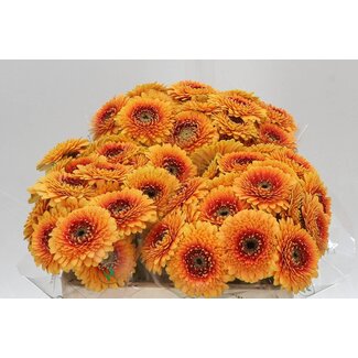 Freshy Germini Aqua Pomponi “Bonita” | Colour: Red Yellow | Length ± 50 centimetre | Per 20 stems