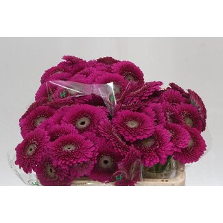 Freshy Germini Aqua Pomponi “Japio” | Colour: Purple Pink | Length ± 50 centimeter | Per 20 stems