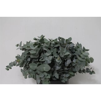 Freshy Korte Eucalyptus Cinerea | Kleur: Groen | Lengte ± 50 centimeter | Per 5 bossen