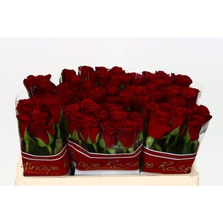 Freshy Rosen “Furiosa” | Farbe: Rot | Länge ± 50 centimeter | Pro 20 Rosen