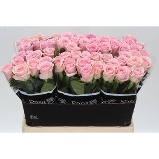 Freshy Rozen “Heaven” | Kleur: Roze | Lengte ± 60 centimeter | Per 10 rozen