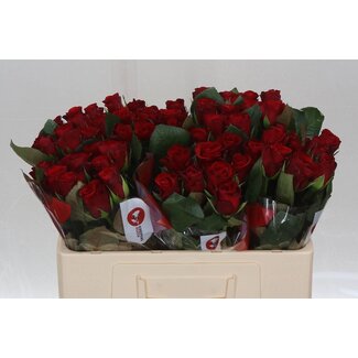 Freshy Rosen “Red Ribbon” | Farbe: Rot | Länge ± 50 centimeter | Pro 20 Rosen