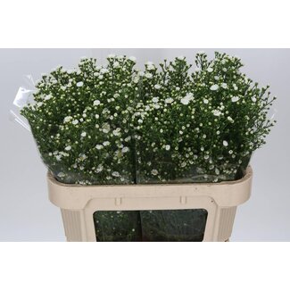 Freshy Aster “Paquita” | Kleur: Wit | Lengte ± 70 centimeter | Per 25 stelen verse bloemen