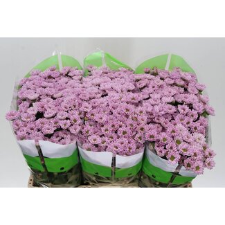 Freshy Chrysantheme Chrysant Santini “Rossi Pink” | Farbe: Lila Rosa | Länge ± 55 centimeter | Pro 25 Stielen frische Blumen