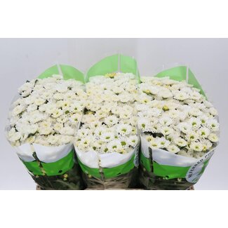 Freshy Chrysanthème Chrysanthème Santini “Rossi White” | Couleur: Blanc | Longueur ± 55 centimeter | Par 25 tiges de fleurs fraîches