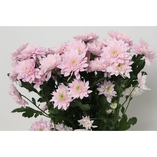 Freshy Traubenchrysantheme Chrysanthemum “Pastela Pink” | Farbe: Lila Rosa | Länge ± 70 centimeter | Pro 10 Stiele frische Blumen