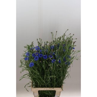 Freshy Centaurea Cyanus Bio
