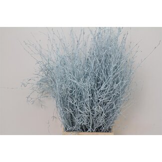 Freshy Birch branches “Blue Light” | Colour: Light Blue | Length ± 60 centimetre | Per 5 bunches