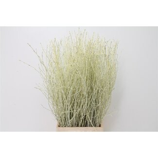 Freshy Birch branches “Cream” | Colour: Cream | Length ± 60 centimeter | Per 5 bunches