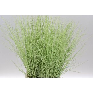 Freshy Birch branches “Green Light” | Colour: Light Green | Length ± 60 centimeter | Per 5 bunches