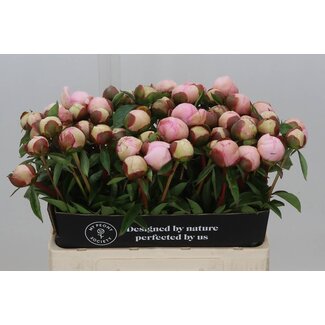 Freshy Paeonia Pioenroos L “Angel Cheeks” | Kleur: Roze | Lengte ± 55 centimeter | Per 10 verse pioenrozen