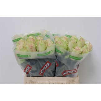 Freshy Roses “La Belle” | Couleur: Rose | Longueur ± 40 centimeter | Par 20 roses
