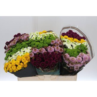 Freshy Chrysanthemum Chrysant Santini Gemischt “Pompon” | Farbe: Gemischte Farben | Länge ± 55 centimeter | Pro 25 Stiele