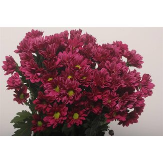 Freshy Chrysanthème en grappes Chrysanthème “Purple Star” | Couleur: Cerise | Longueur ± 70 centimeter | Par 10 tiges de fleurs fraîches