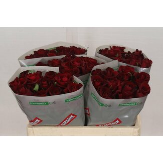 Freshy Rosen “Ever Red” | Farbe: Rot | Länge ± 50 centimeter | Pro 20 Rosen
