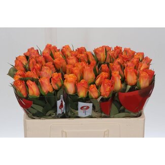 Freshy Roses “Suncatcher” | Couleur: Jaune Orange | Longueur ± 50 centimeter | Par 20 roses