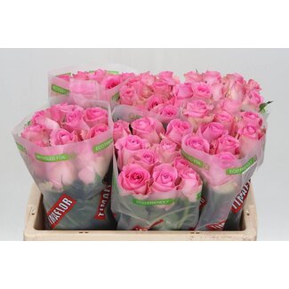 Freshy Rosen “Revival” | Farbe: Rosa | Länge ± 50 centimeter | Pro 10 Rosen