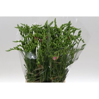 Freshy Dubbelbloemige Freesia “Rosario” | Kleur: Paars | Lengte ± 54 centimeter | Per 50 stelen verse bloemen