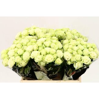 Freshy Rose en bouquet “Green Glow” | Couleur: Vert | Longueur ± 40 centimeter | Par 10 roses fraîches