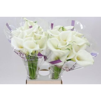 Freshy Zantedeschia Calla “White Art” | Kleur: Wit | Lengte ± 70 centimeter | Per 10 verse bloemen
