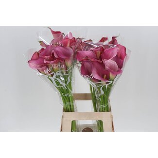 Freshy Zantedeschia Calla “Fantasia” | Farbe: Lila | Länge ± 70 centimeter | Pro 10 frische Blumen