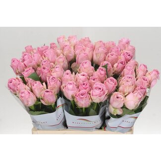 Freshy Roses “Heidi” | Colour: Pink | Length ± 60 centimetre | Per 20 roses