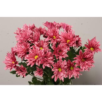 Freshy Spray chrysanthemum Chrysanthemum “Stellini” | Colour: Red | Length ± 70 centimeter | Per 10 stems fresh flowers