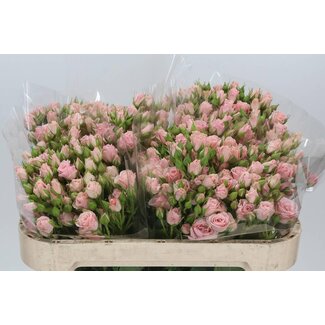 Freshy Spray rose “Lydia” | Colour: Pink | Length ± 70 centimeter | Per 10 fresh roses