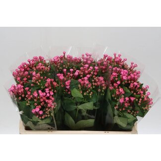 Freshy Einfachblütige Bouvardia “Roy Roza” | Farbe: Rosa | Länge ± 50 centimeter | Pro 10 frische Blumen