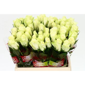 Freshy Roses “Athena” | Couleur: Blanc | Longueur ± 40 centimeter | Par 20 roses