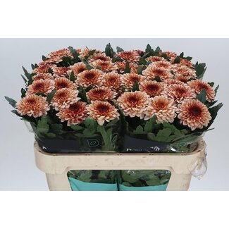 Freshy Deco Chrysanthemum Chrysantheme “Pip Salmon” | Farbe: Orange | Länge ± 70 centimeter | Pro 10 frische Blumen