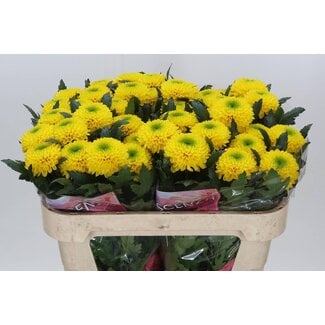 Freshy Deco Chrysanthemum Chrysant “Brasiliana” | Kleur: Geel | Lengte ± 70 centimeter | Per 10 verse bloemen