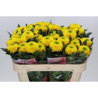 Freshy Deco Chrysanthemum Chrysanthemum “Brasiliana” | Colour: Yellow | Length ± 70 centimetre | Per 10 fresh flowers