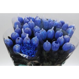 Freshy Deko Chrysantheme Chrysant “Antonov” Farbbehandelt | Farbe: Blau | Länge ± 65 centimeter | Pro 10 frische Blumen