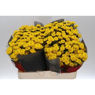 Freshy Chrysanthemum Chrysanthemum Santini XL “Aurinko” | Colour: Yellow | Length ± 55 centimetre | Per 25 stems fresh flowers